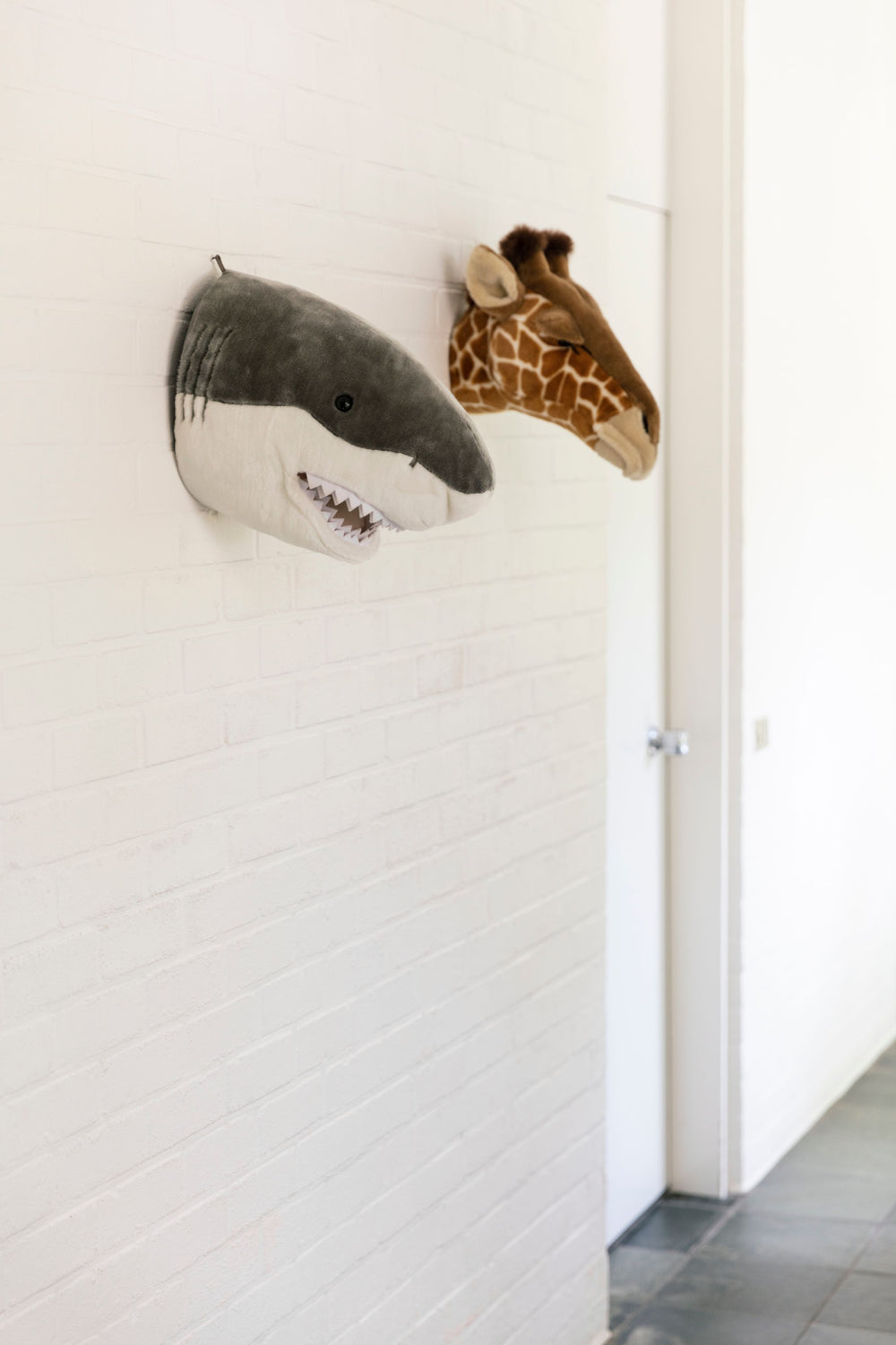 Jack the shark