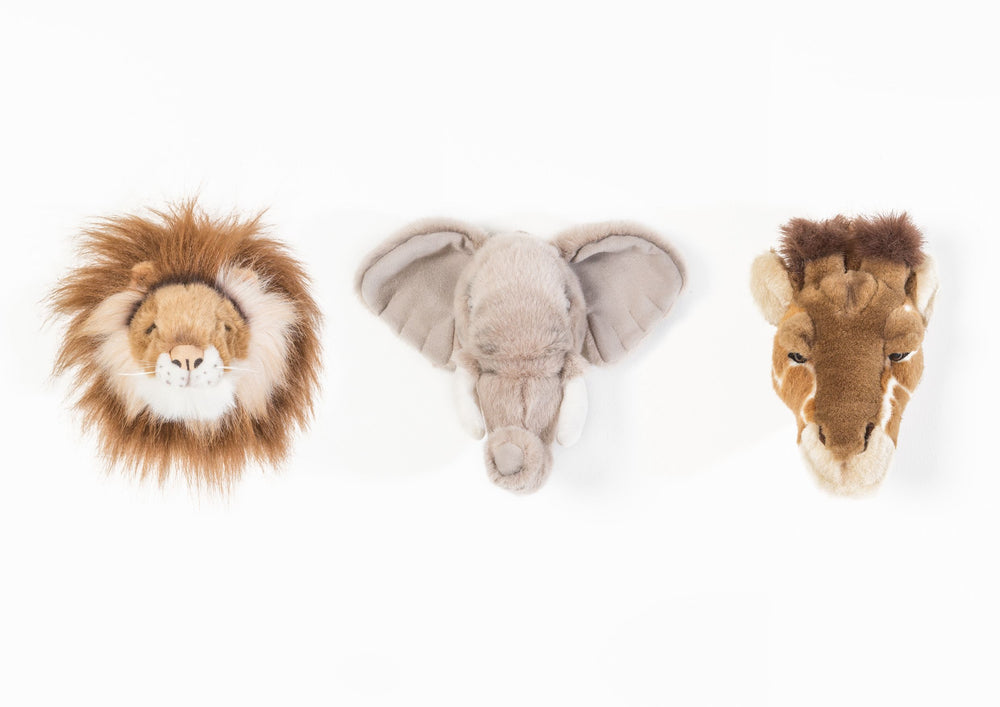 Safari box