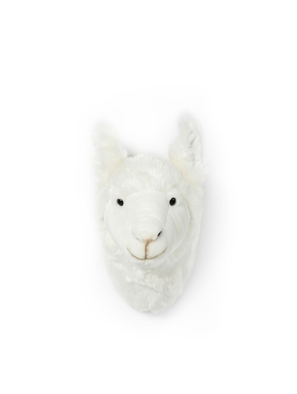 Lily the Llama
