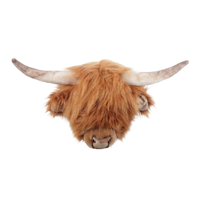 Nicolas the Highland cow