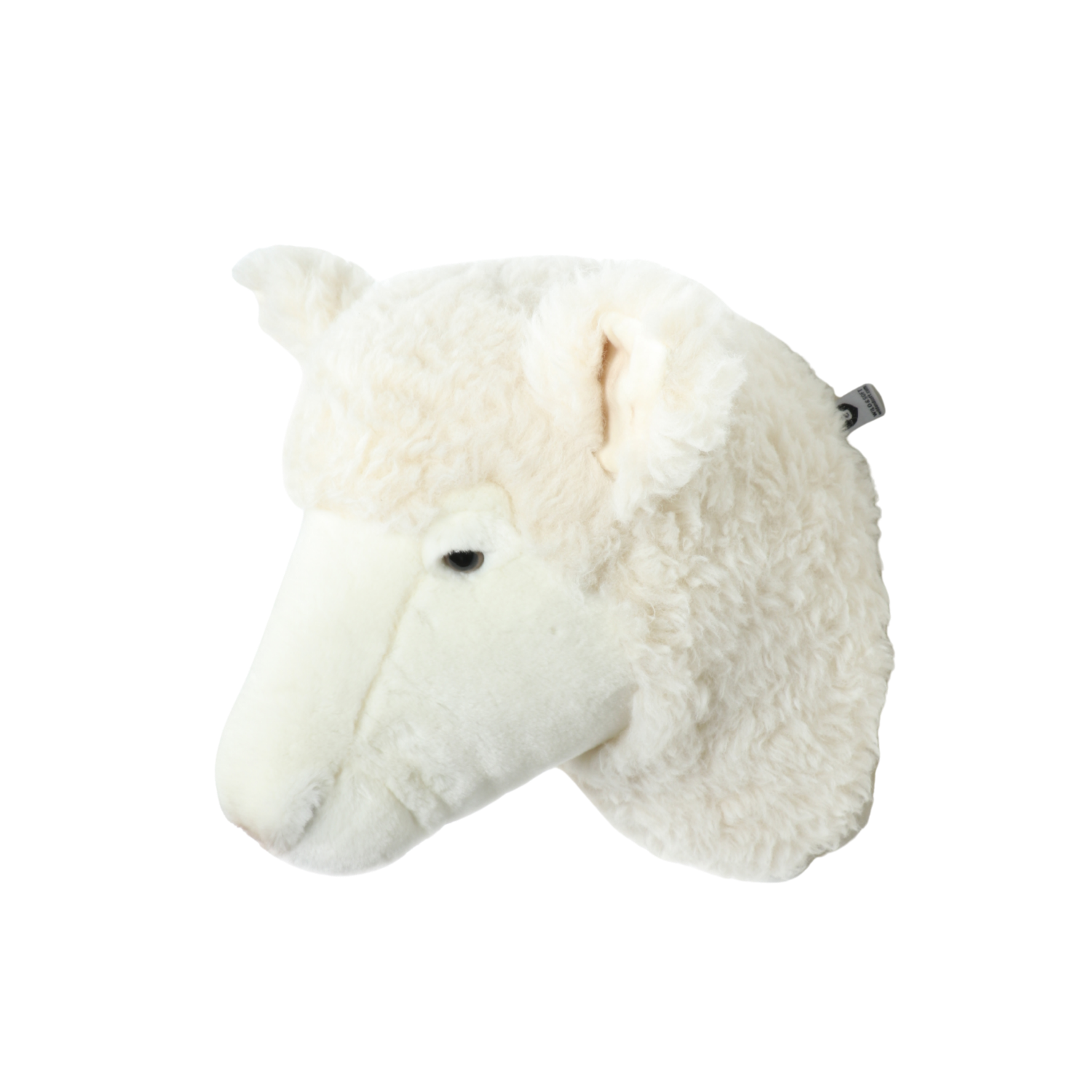 Harry the sheep
